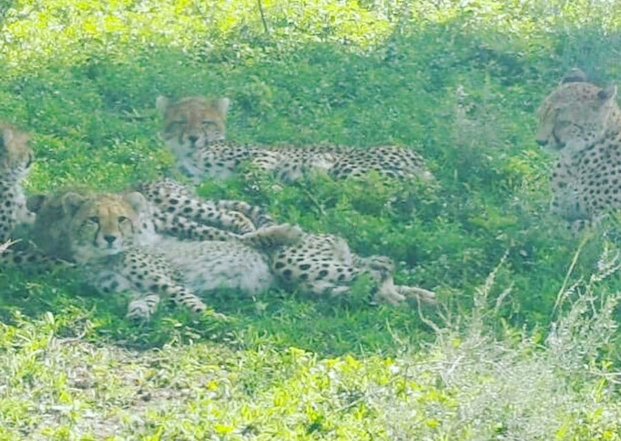 Cheetahs Resting