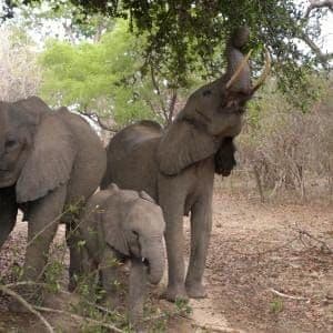 Elephant Family