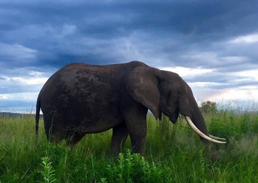 Elephant Tarangire