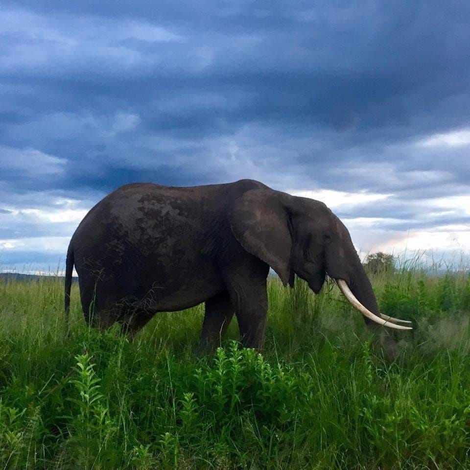 Elephant Tarangire