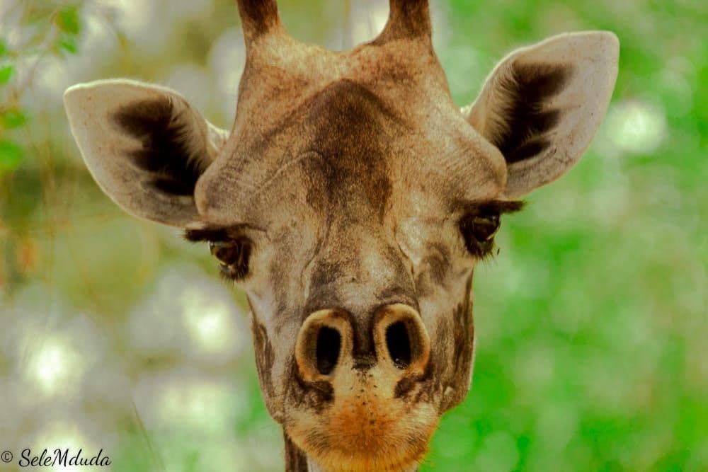 Giraffe Portrait