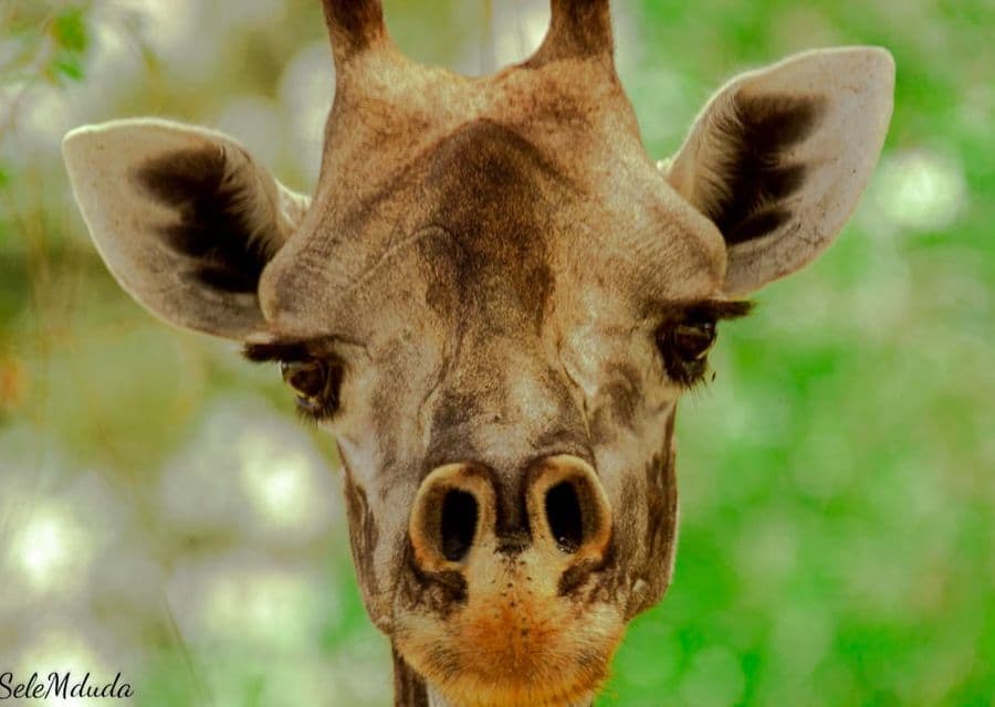 Giraffe Portrait