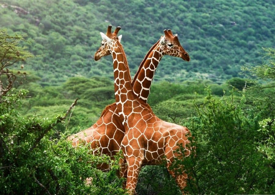 Giraffes Manyara