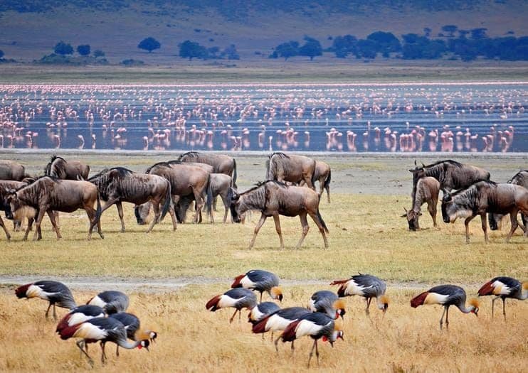 Lake Manyara Flamingos