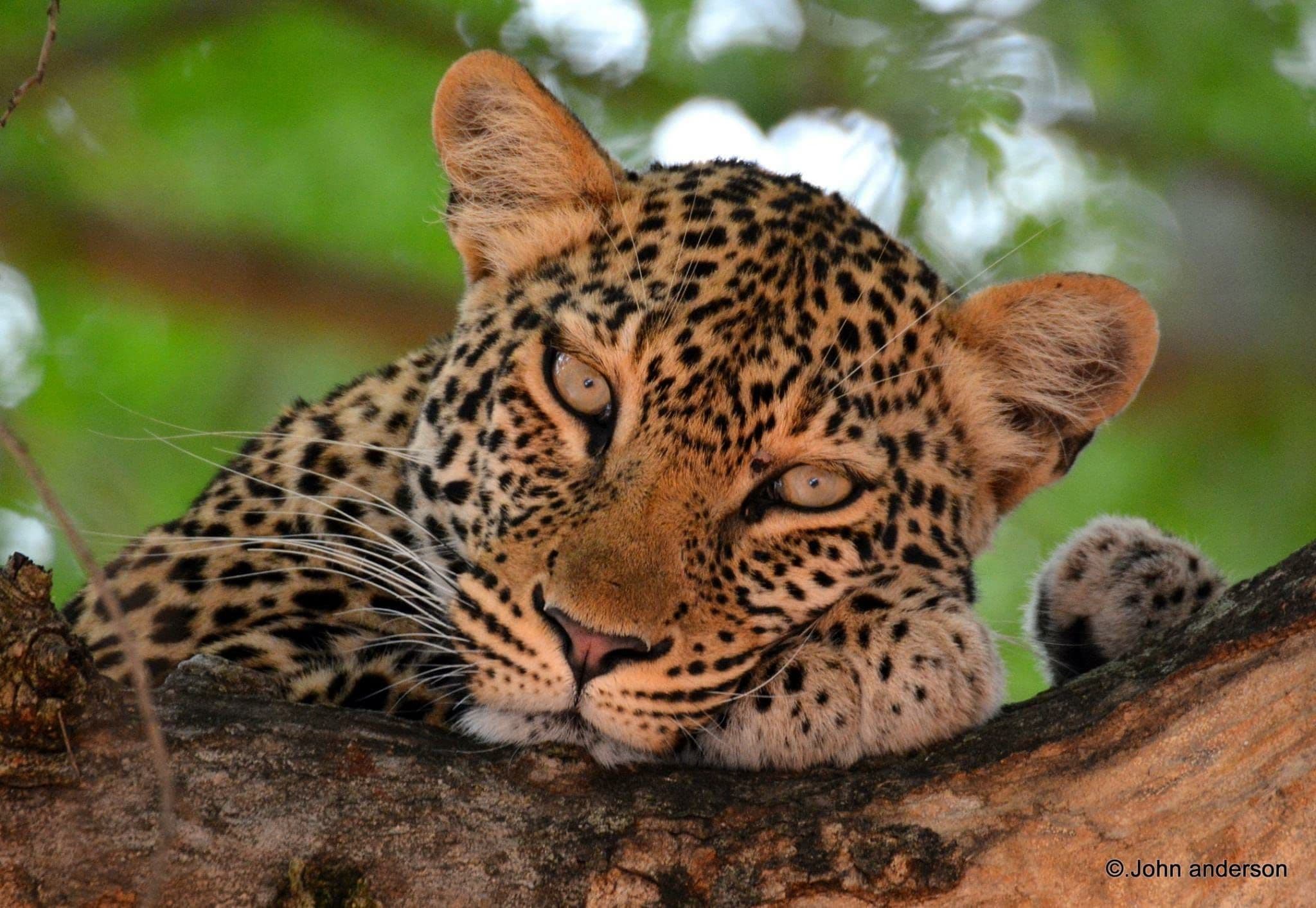 Leopard In Tree