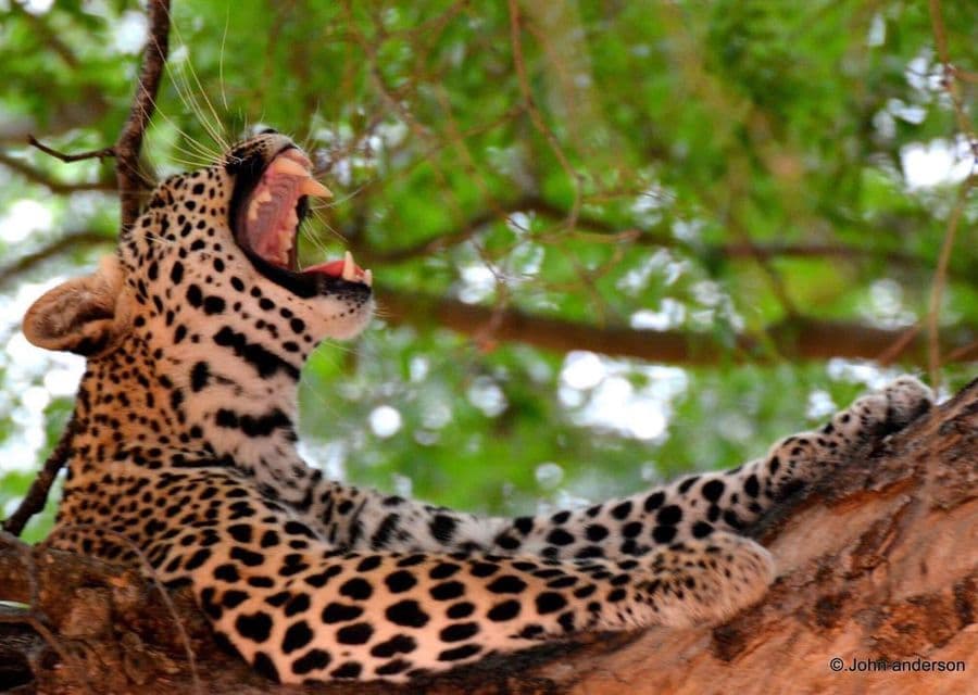 Leopard Yawning