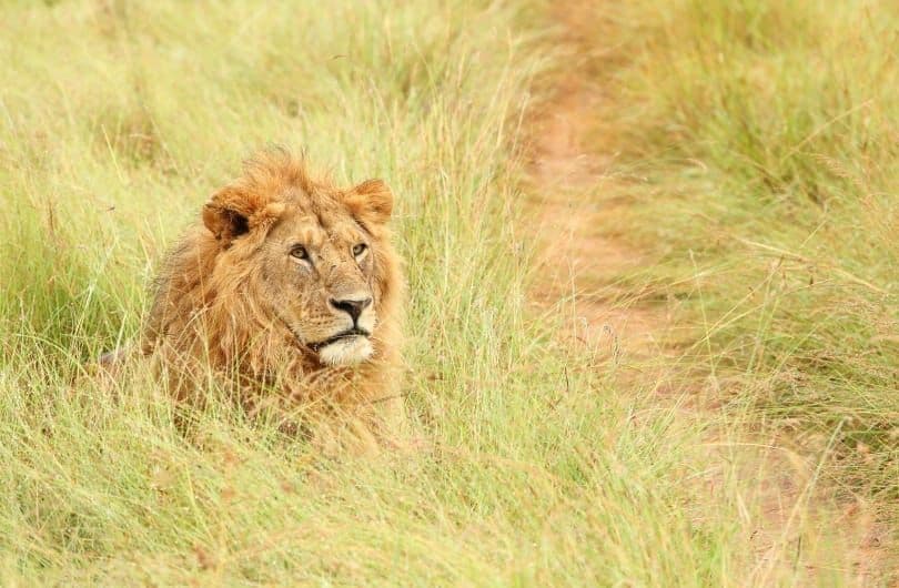 Lion In Grass