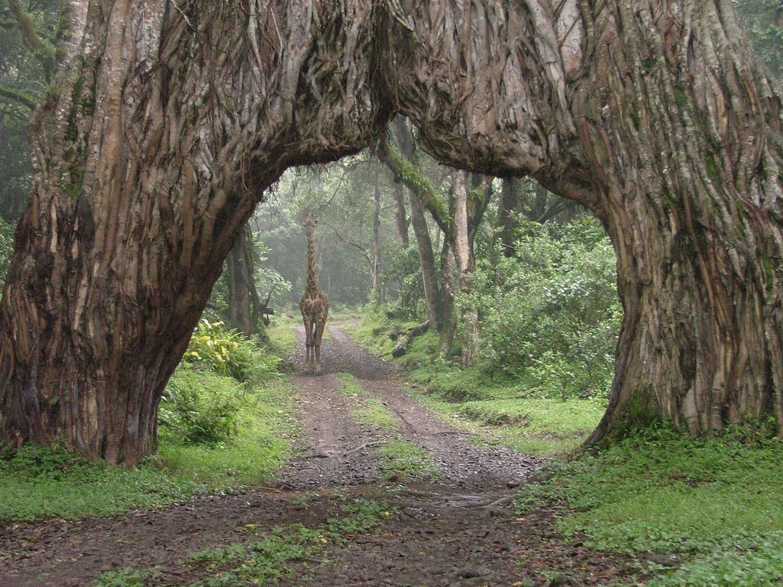 Manyara Forest Road