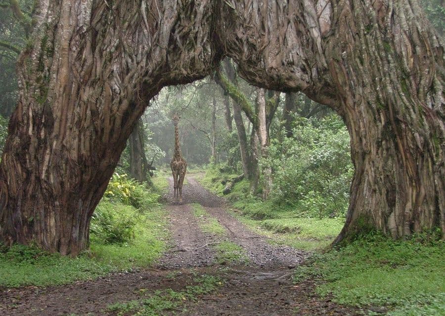 Manyara Forest Road