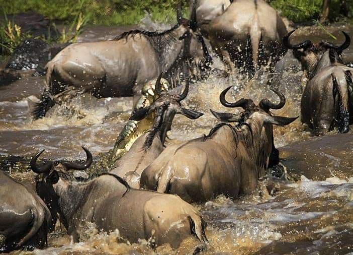 Mara River Crossing