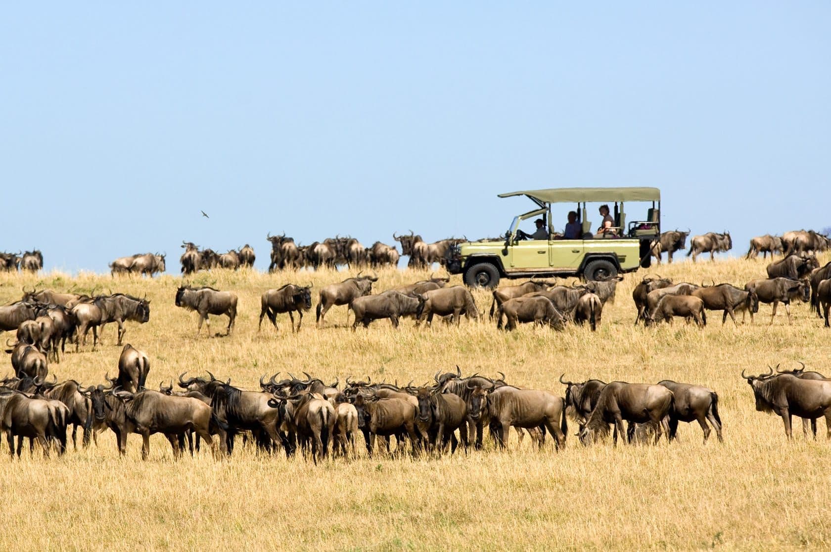 Migration Game Drive