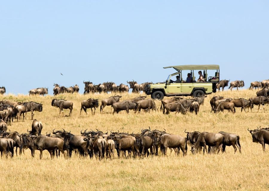 Migration Game Drive