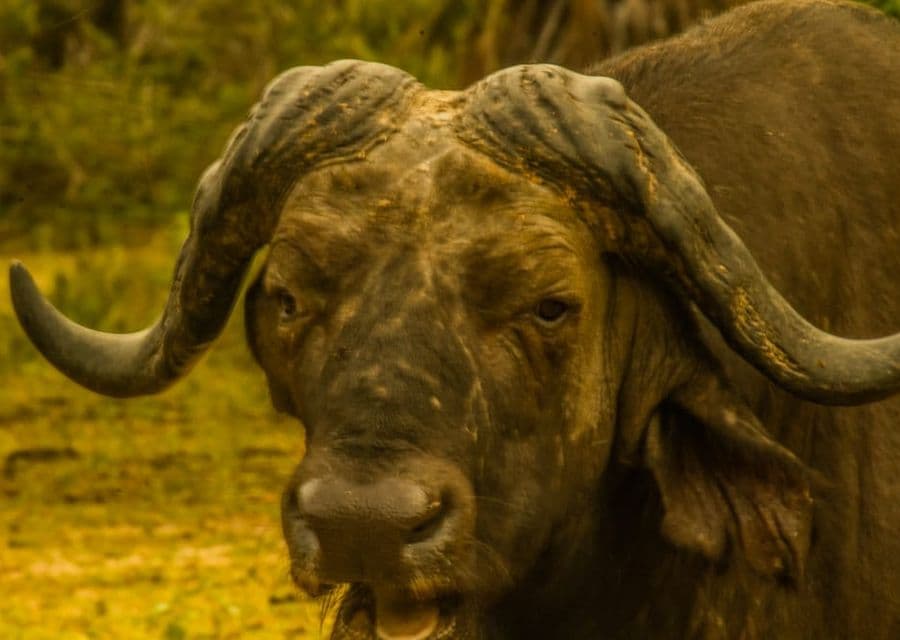 Selous Buffalo