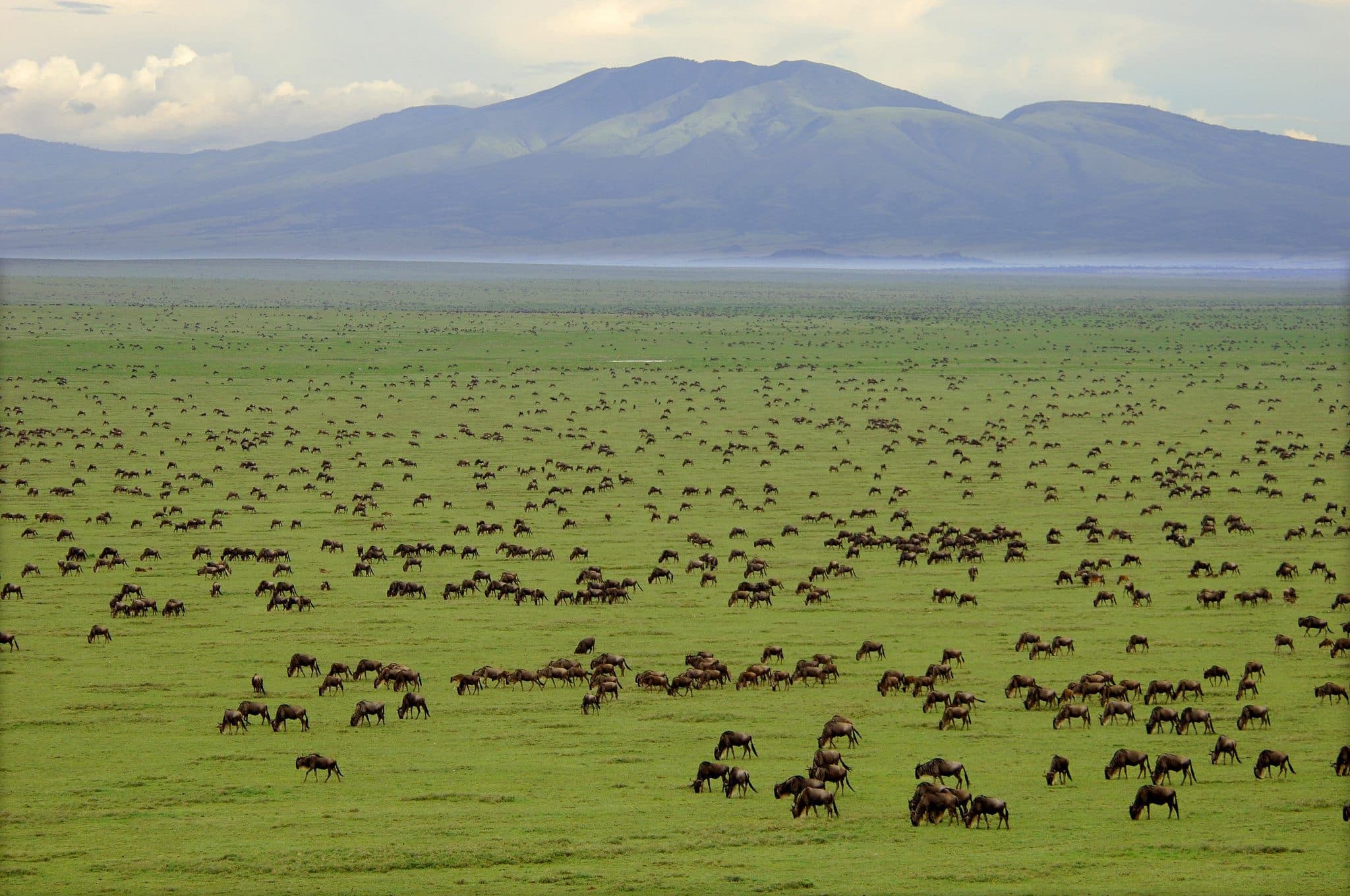 Serengeti Plains