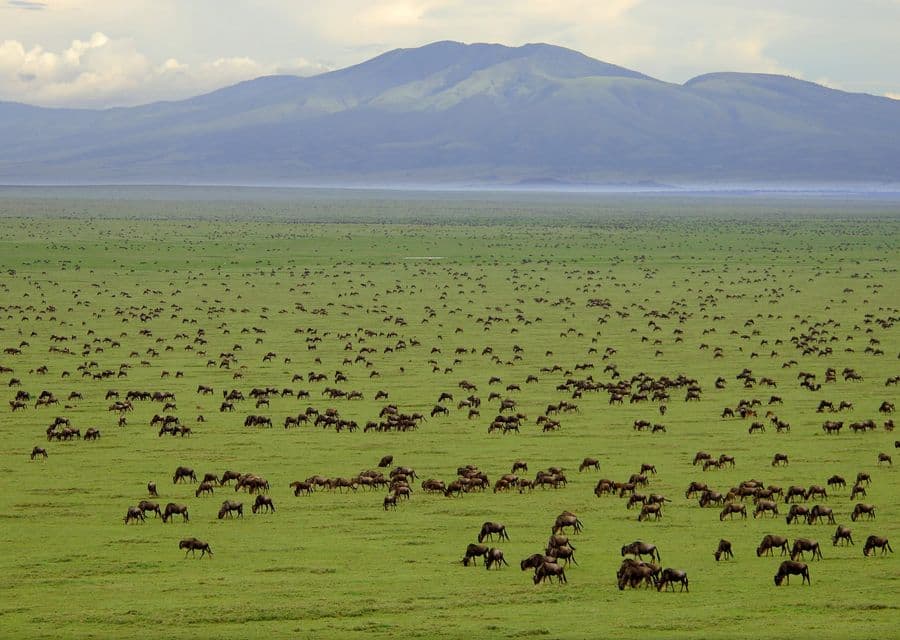Serengeti Plains