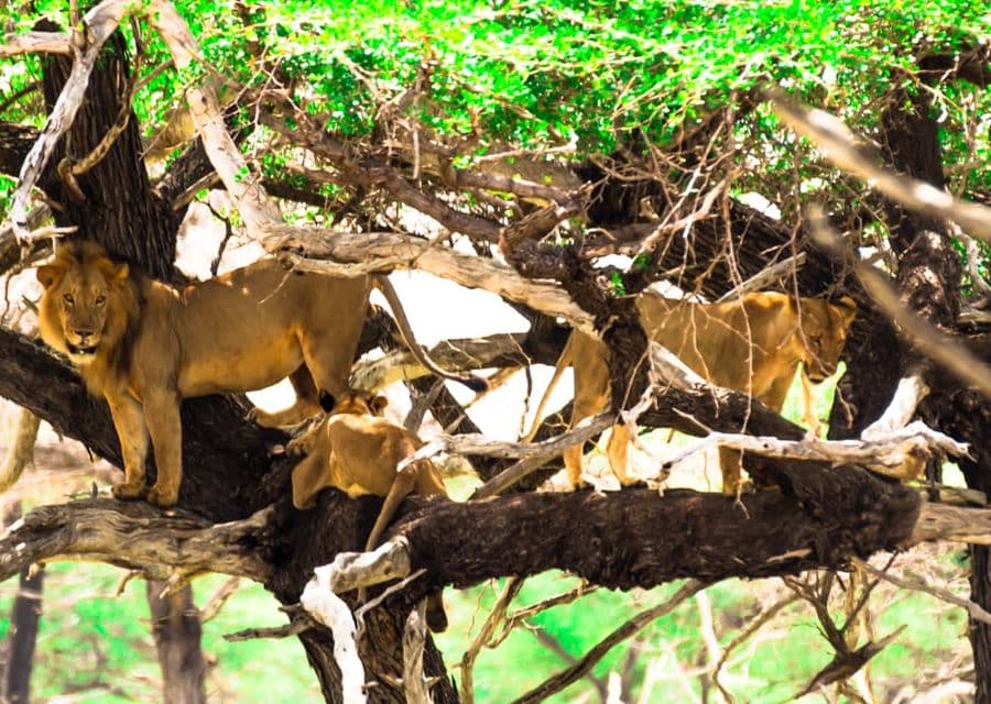Tree Climbing Lions Manyara