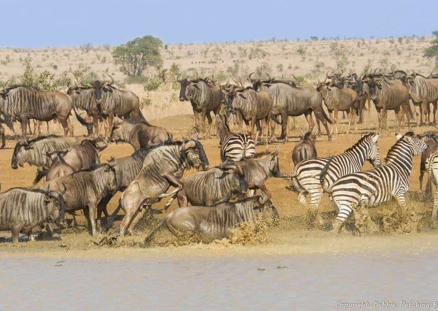 Zebra And Wildebeest