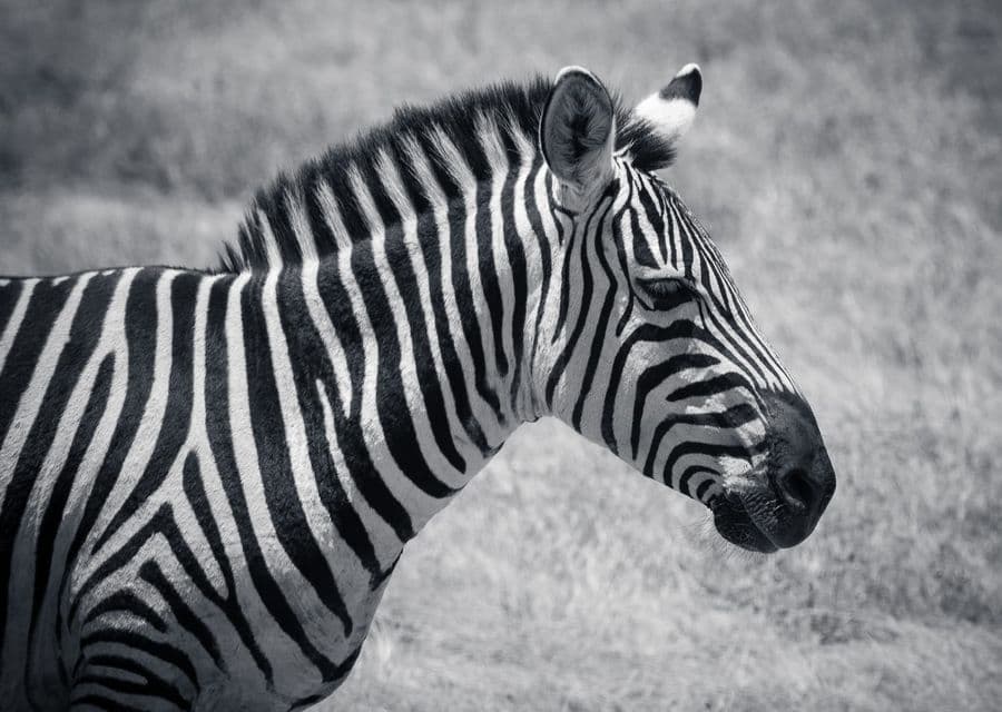 Zebra Portrait